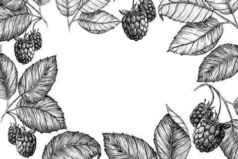 Hand drawn vector frame with raspberry set of elements isolated on white Stock Illustration