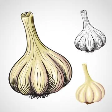 Hand drawn vector garlic Stock Illustration