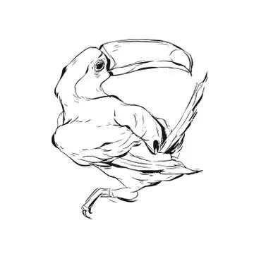 Hand drawn vector graphic brish painted toucan bird sketch illustration isolated Stock Illustration