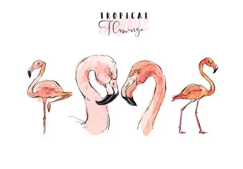 Hand drawn vector graphic exotic paradise pink birds flamingo illustration 스톡 일러스트