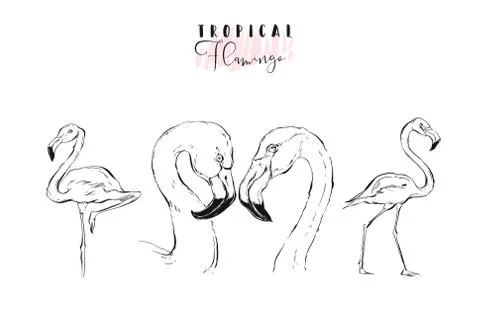 Hand drawn vector graphic exotic paradise birds flamingo illustration collection Illustrazione stock
