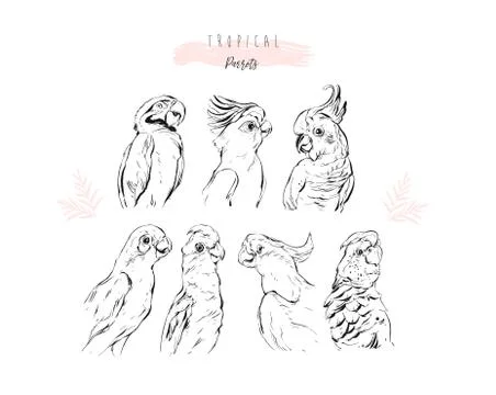 Hand drawn vector graphic line illustration collection set of tropical exotic Illustrazione stock
