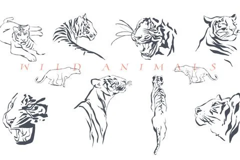 Hand drawn vector graphic line art background with sketch tigers and wild Stock Illustration