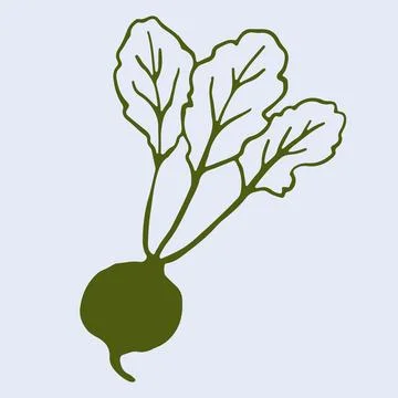 Hand drawn vector graphic of small radish with leafy top. This simple line art Stock Illustration