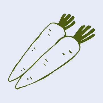 Hand drawn vector graphic of two fresh carrots with green tops. This simple Stock Illustration