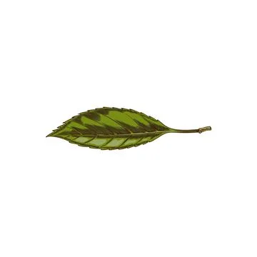 A hand-drawn vector of a green cherry leaf isolated on a white background Stock Illustration