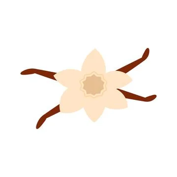 Hand drawn vector illlustraction of vanilla flower with vanilla beans. Isolated Stock Illustration