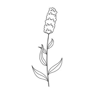 Hand drawn vector illustration of blooming meadow wildflower. Poligomun bisto Stock Illustration