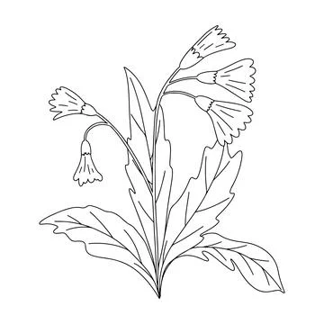 Hand drawn vector illustration of blooming meadow wildflower. Primula veris i Stock Illustration