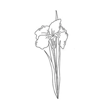 Hand drawn vector illustration of blooming meadow wildflower. Iris pseudacoru Stock Illustration