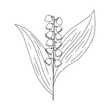 Hand drawn vector illustration of blooming forest wildflower. Lily of the val Stock Illustration
