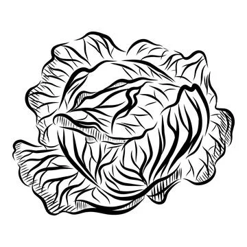 Hand drawn vector illustration of cabbage. Black line art Ilustración de archivo