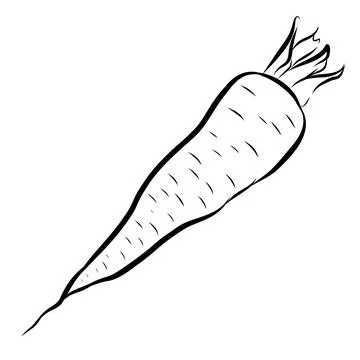 Hand-drawn vector illustration of a carrot. Black line art Illustration
