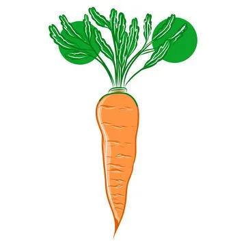 Hand drawn vector illustration of carrot from the garden, a healthy vegetable Stock Illustration