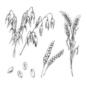 Hand drawn vector illustration of cereal types Stock Illustration