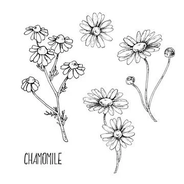Hand drawn vector illustration chamomile Stock Illustration
