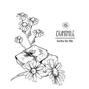 Hand drawn vector illustration chamomile soap Stock Illustration