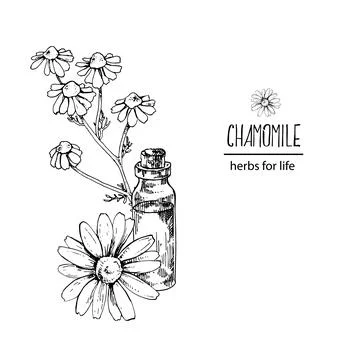 Hand drawn vector illustration chamomile oil bottle Stock Illustration
