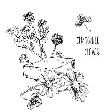 Hand drawn vector illustration chamomile, clover soap Stock Illustration