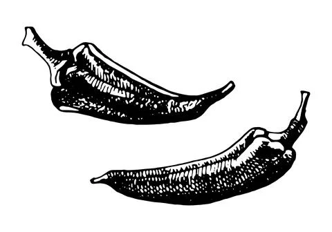 Hand drawn vector illustration of chilli peppers. Stock Illustration