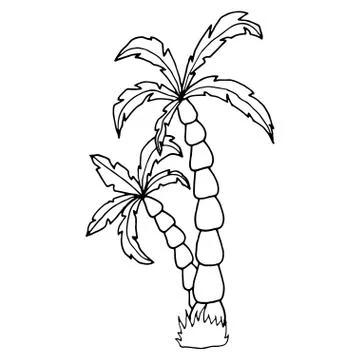 Hand drawn vector illustration of coconut palm tree. Vector sketch Stock Illustration