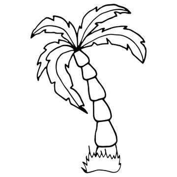 Hand drawn vector illustration of coconut palm tree. Stock Illustration