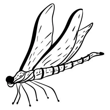 Hand-drawn vector illustration of a dragonfly insect, black line art 库存插图