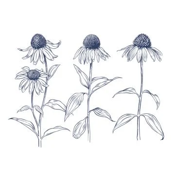 Hand drawn vector illustration of Echinacea flowers Stock Illustration