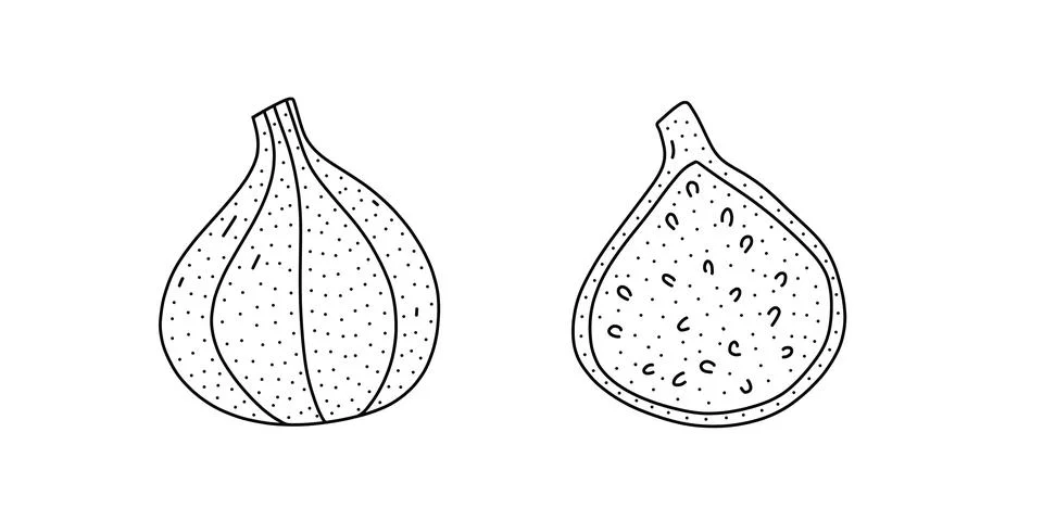 Hand drawn vector illustration of a fig in doodle style. Cute llustration of Stock Illustration