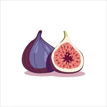Hand drawn vector illustration of figs. Tropical fruit design. Stock Illustration