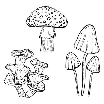 Hand drawn vector illustration of forest mushrooms, black line art Illustration