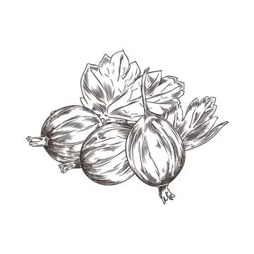 Hand-drawn vector illustration of fresh gooseberry berries and leaves on a white Stock Illustration