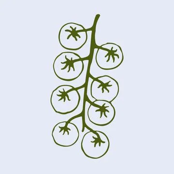 Hand drawn vector illustration of a fresh cherry tomato branch. This detailed Stock Illustration