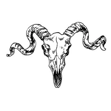 Hand drawn vector illustration goat skull 스톡 일러스트