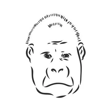 Hand drawn vector illustration with a gorilla isolated on a white background Stock Illustration