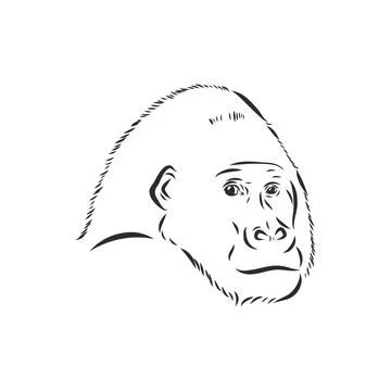 Hand drawn vector illustration with a gorilla isolated on a white background Stock Illustration