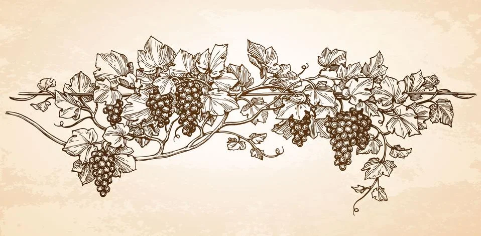 Hand drawn vector illustration of grapes. Stock Illustration