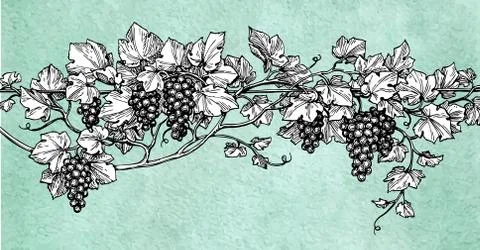 Hand drawn vector illustration of grapes. Stock Illustration