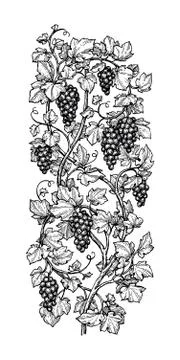 Hand drawn vector illustration of grapes. Stock Illustration