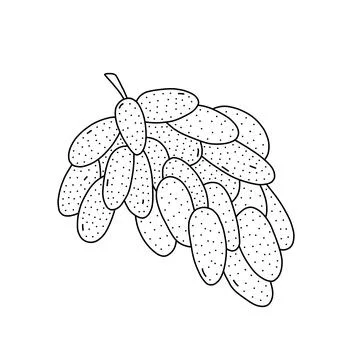 Hand drawn vector illustration of a grapes in doodle style. Cute illustration Stock Illustration