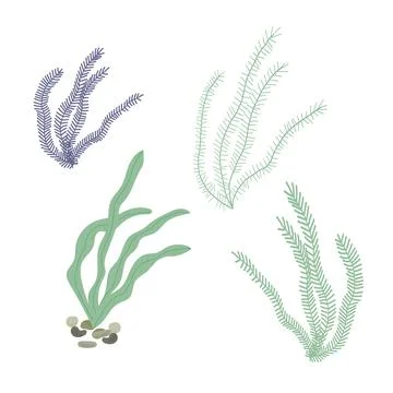Hand drawn vector illustration of green and purple seaweed. Isolated on white Stock Illustration