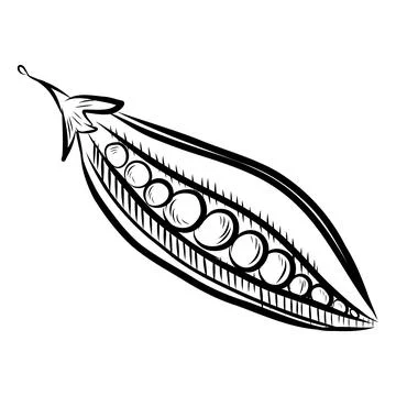 Hand drawn vector illustration of green peas. Black line art Иллюстрация
