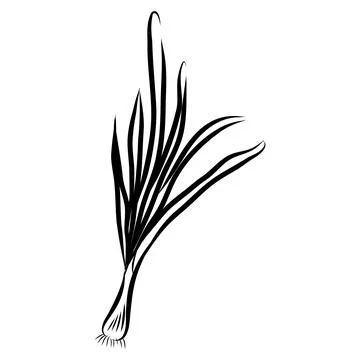 Hand-drawn vector illustration of green onions. Black line art Illustration