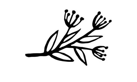 Hand drawn vector illustration of herbs Stock Illustration