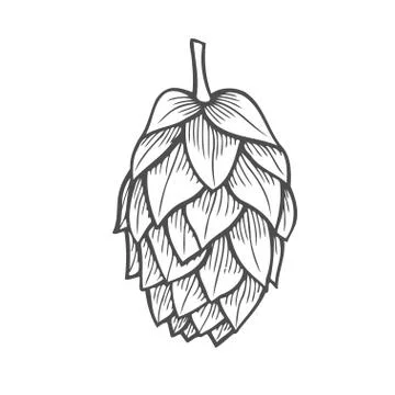 Hand drawn vector illustration of hops Stock Illustration