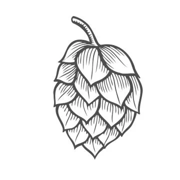 Hand drawn vector illustration of hops Illustrazione stock