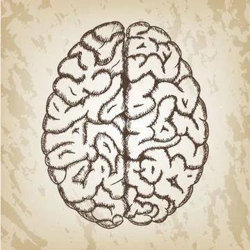 Hand drawn vector illustration - Human brain sketch with top view both Stock Illustration