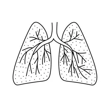Hand drawn vector illustration of human lungs in doodle style. Cute illustrat Stock Illustration