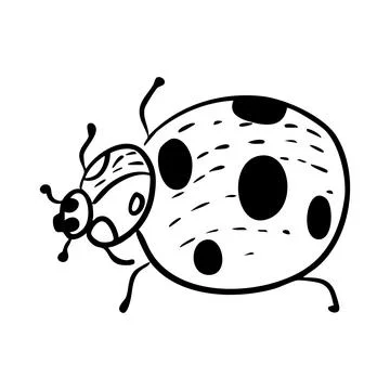 Hand drawn vector illustration of a ladybug, black line art Illustration