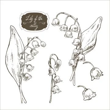 Hand drawn vector illustration lily of the valley Stock Illustration